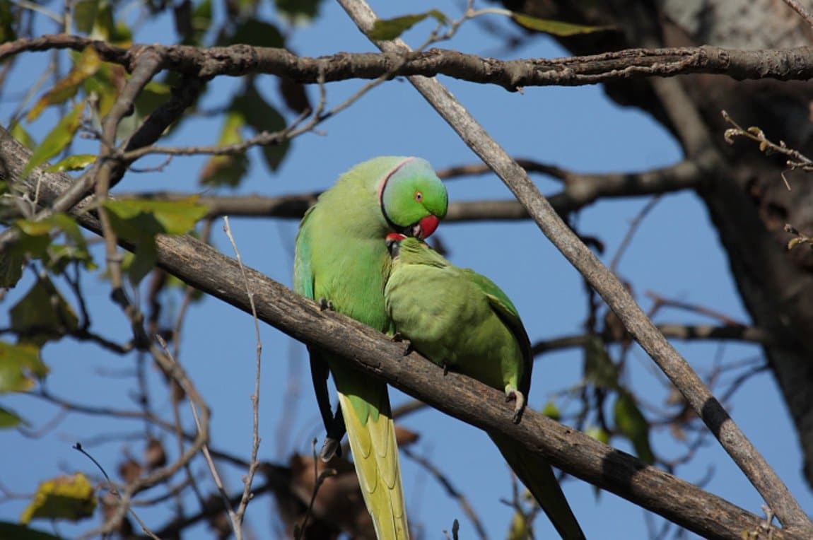Το Αισθητικό Άλσος γέμισε με πράσινους παπαγάλους